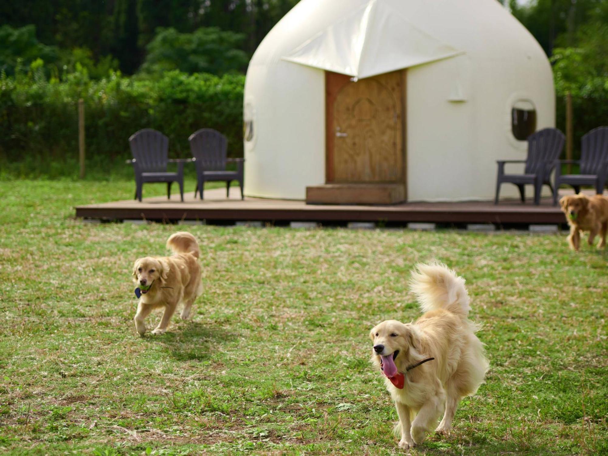 Koyaru-No-Sato Doggys Island Hotel Yachimata Buitenkant foto